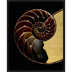 Wendover Golden Nautilus 1