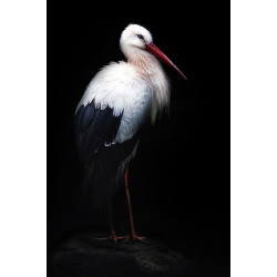 Wendover Stork