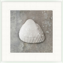 Wendover Distressed Sea Shell 6