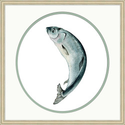 Wendover Prized Prim