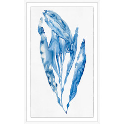 Wendover Grand Kelp 1