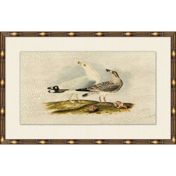 Wendover Coastline Audubon 6