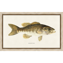 Wendover Fishermen's Smallmouth Bass