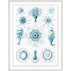 Wendover Jellyfish and Urchins 4