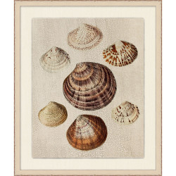 Wendover Crackled Shells 4