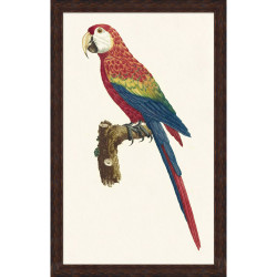 Wendover Perched Parrot 5 Wendover Perched Parrot 5