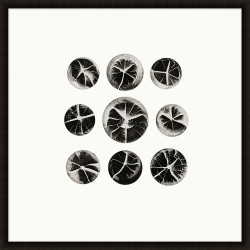 Wendover Seedling Slices 2