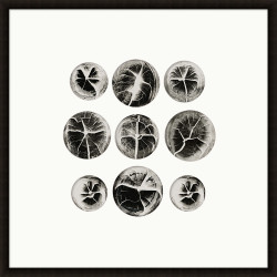 Wendover Seedling Slices 1