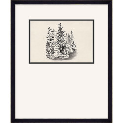 Wendover Pine Tree Study 5 Wendover Pine Tree Study 5