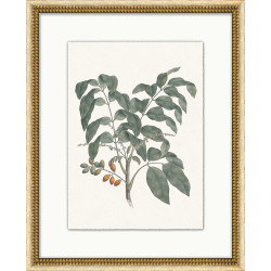 Wendover Flora Specimen 1 Wendover Flora Specimen 1