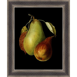 Wendover Scientific Illustration of Pears Wendover Scientific Illustration of Pears