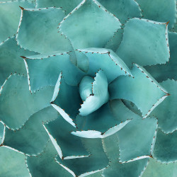 Wendover Sumptuous Succulent 2 - WNT1630