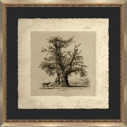 Wendover The Shelton Oak