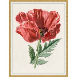 Wendover Ruby Floral 1 Wendover Ruby Floral 1