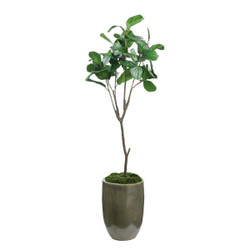 John Richard Mossy Green Fiddle Leaf Fig