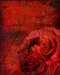 Art Classics Ruby Peony on Red Abstract Art Classics Ruby Peony on Red Abstract