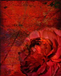 Art Classics Ruby Peony on Red Abstract