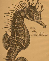 Art Classics Sea Horse Etching