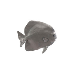 Phillips Collection Australian Batfish, Polished Aluminum