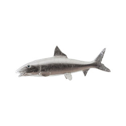 Phillips Collection Bonefish, Silver Leaf