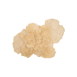 Phillips Collection Flower Wall Art, Ivory, LG Phillips Collection Flower Wall Art, Ivory, LG