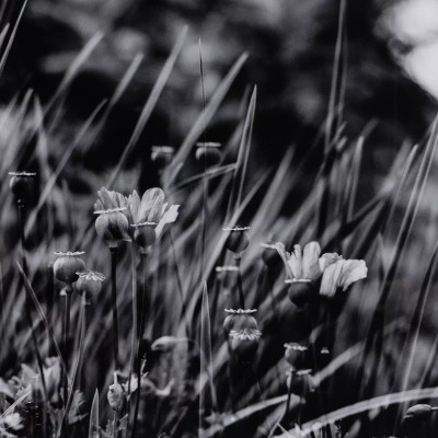Four Hands Floral Film I by Annie Spratt - 32"X32"