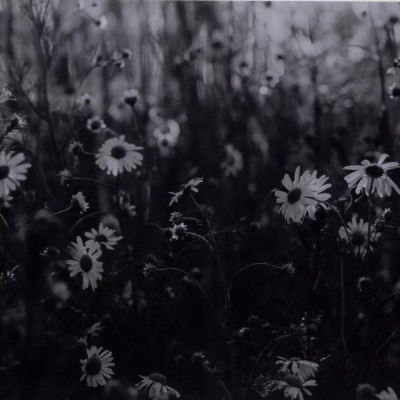 Four Hands Floral Film II by Annie Spratt - 32"X32"