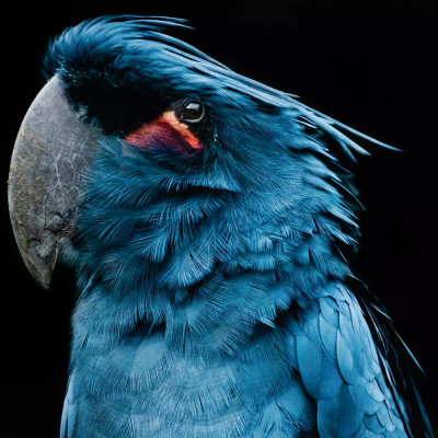 Four Hands Palm Cockatoo by Getty Images - 48X32"