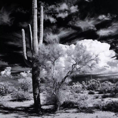 Four Hands Sonoran Desert by Getty Images - 36"X48"