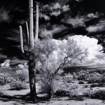 Four Hands Sonoran Desert by Getty Images - 40"X60"