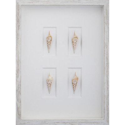 Arabian Tibia 4-cut Shells