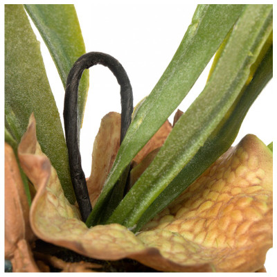 Staghorn Fern w/ Soil Ball - Set of 4 image 1