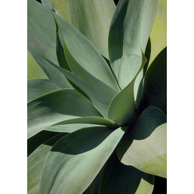 Wendover Shadow Agave Acrylic 1