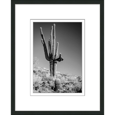 Wendover Black and White Cactus 2