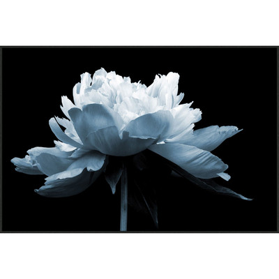 Wendover Blue Dahlia 2