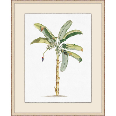 Wendover Palm Illustration