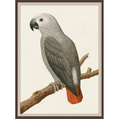 Wendover Gray Parrot 2