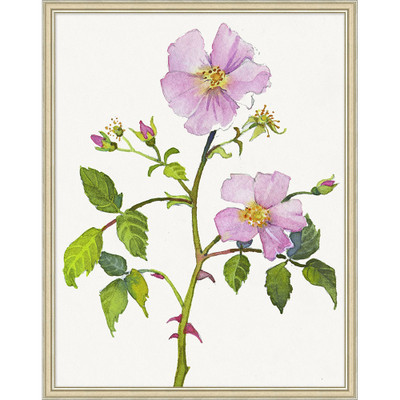 Wendover Wild Rose 1
