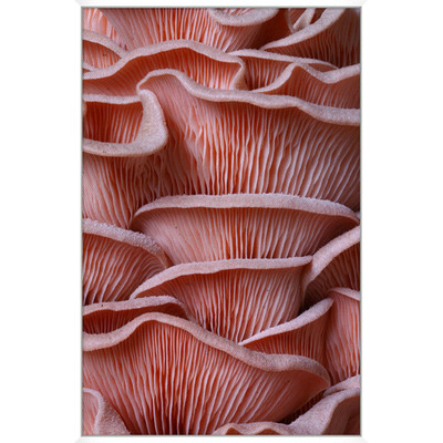 Wendover Salmon Textures