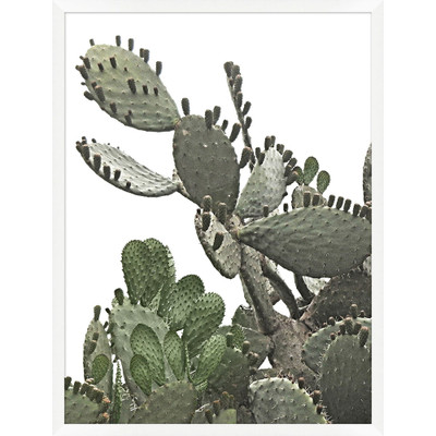 Wendover Cacti on White 1