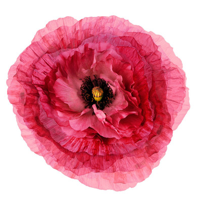 Wendover Floating Peony 3