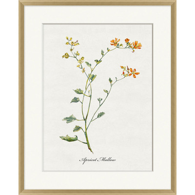 Wendover Valley Wildflower Apricot Mallow