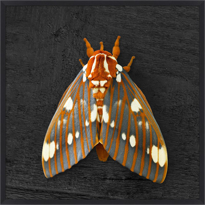 Wendover Regal Moth 2