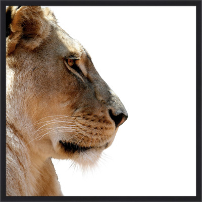 Wendover Lion Face Off 2