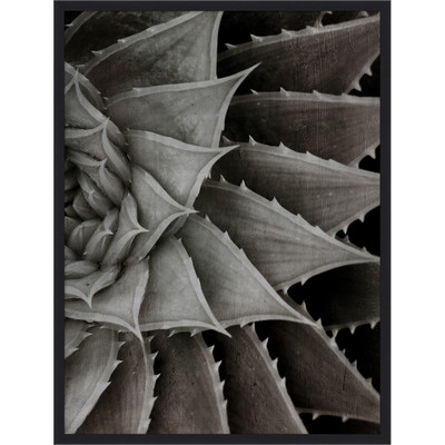 Wendover Silver Succulent B