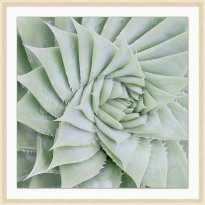 Wendover Soft Succulent 3 - WPH1631