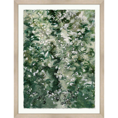 Wendover Olive Bush 2