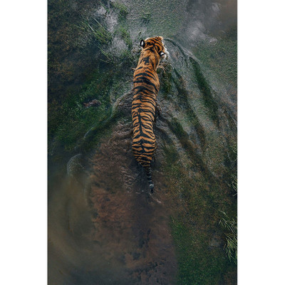 Wendover Safari Swim 2