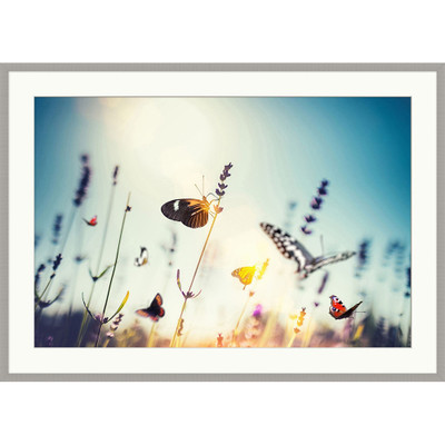 Wendover Butterfly Field