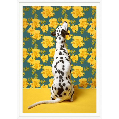 Wendover Dalmatian and Yellow Blossoms